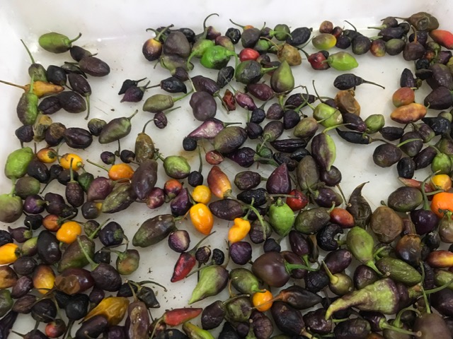 Rio Preto (SP) tem mercadão art déco de 1944 Foto Silvio Cioffi-V!VA 14