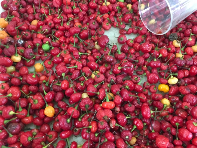 Rio Preto (SP) tem mercadão art déco de 1944 Foto Silvio Cioffi-V!VA 15