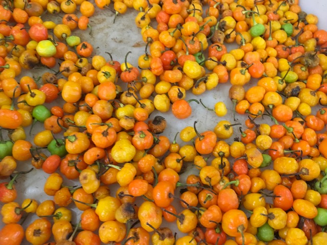 Rio Preto (SP) tem mercadão art déco de 1944 Foto Silvio Cioffi-V!VA 16