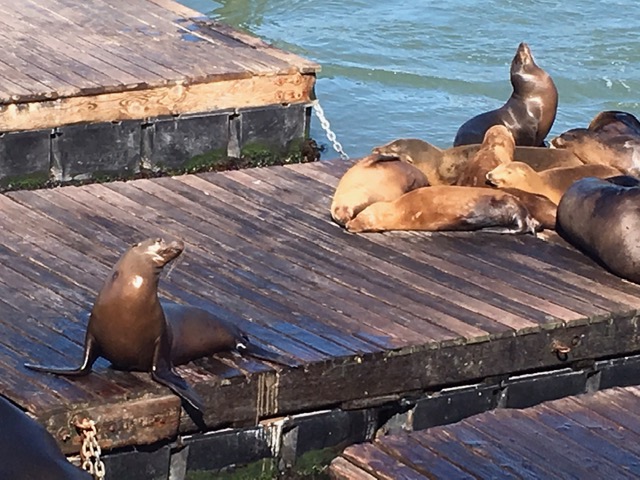 Todos os caminhos levam ao Fisherman´s Wharf Foto Silvio Cioffi - V!VA 2