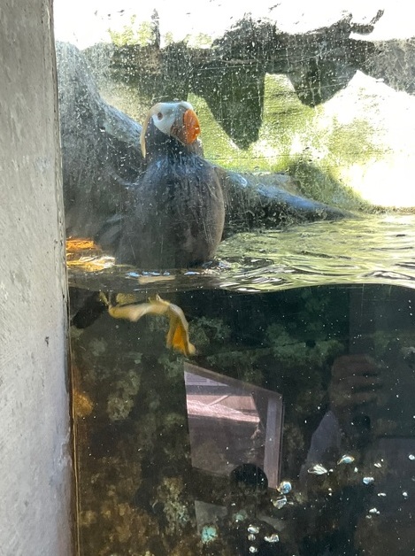 Alaskan Way é sede de píeres históricos em Seattle Foto 16 Silvio Cioffi – V!VA