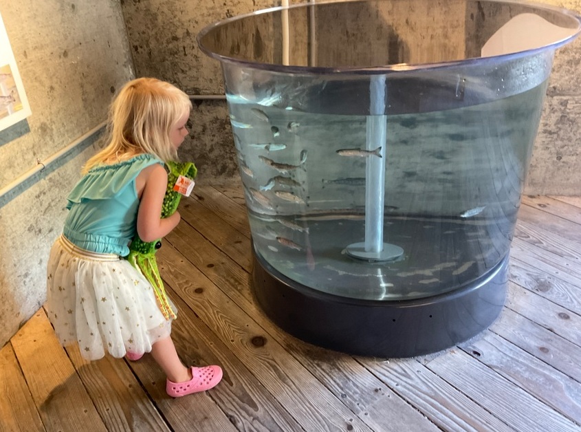 Alaskan Way é sede de píeres históricos em Seattle Foto 18 Silvio Cioffi – V!VA