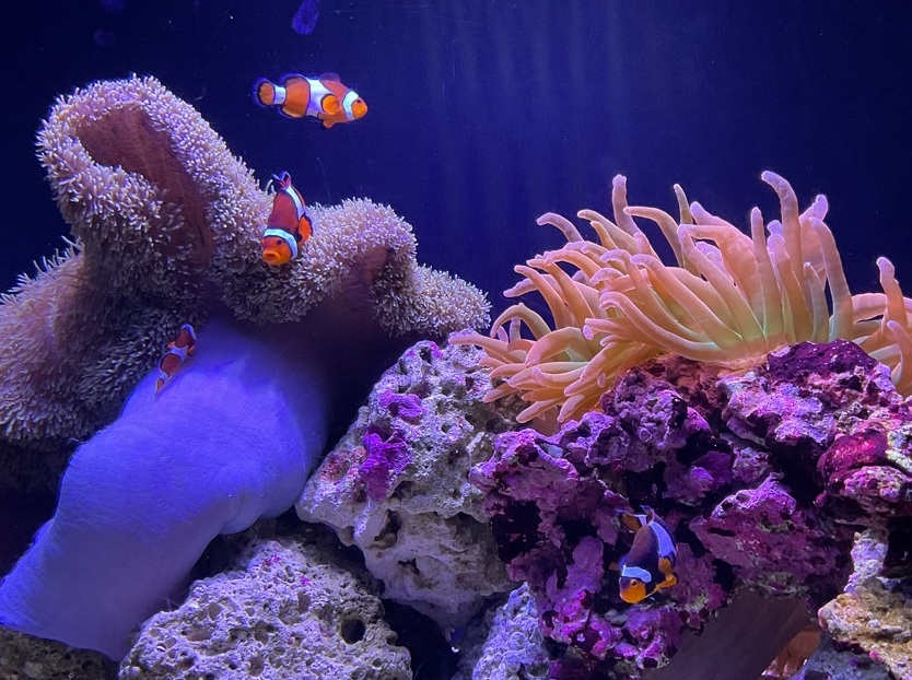 Clique para surfar os sites turísticos de Seattle Foto 9 Silvio Cioffi – V!VA